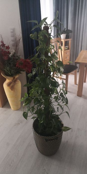 Epipremnum złociste duża roślina