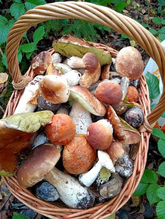 Кошик плетений з лози, корзина,для грибів на спаса