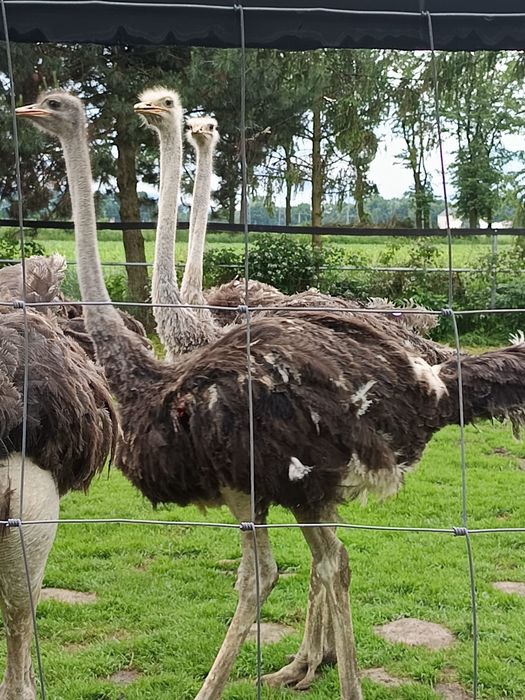 Struś afrykański roczny -samiec, strusie.