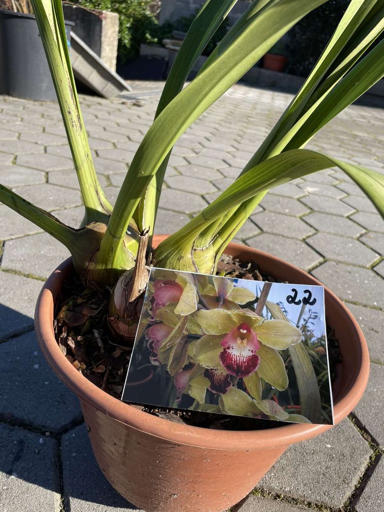 Orquídeas de varias cores