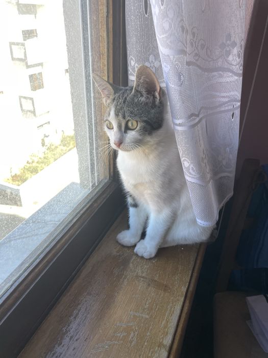 Gato Para Adoçao