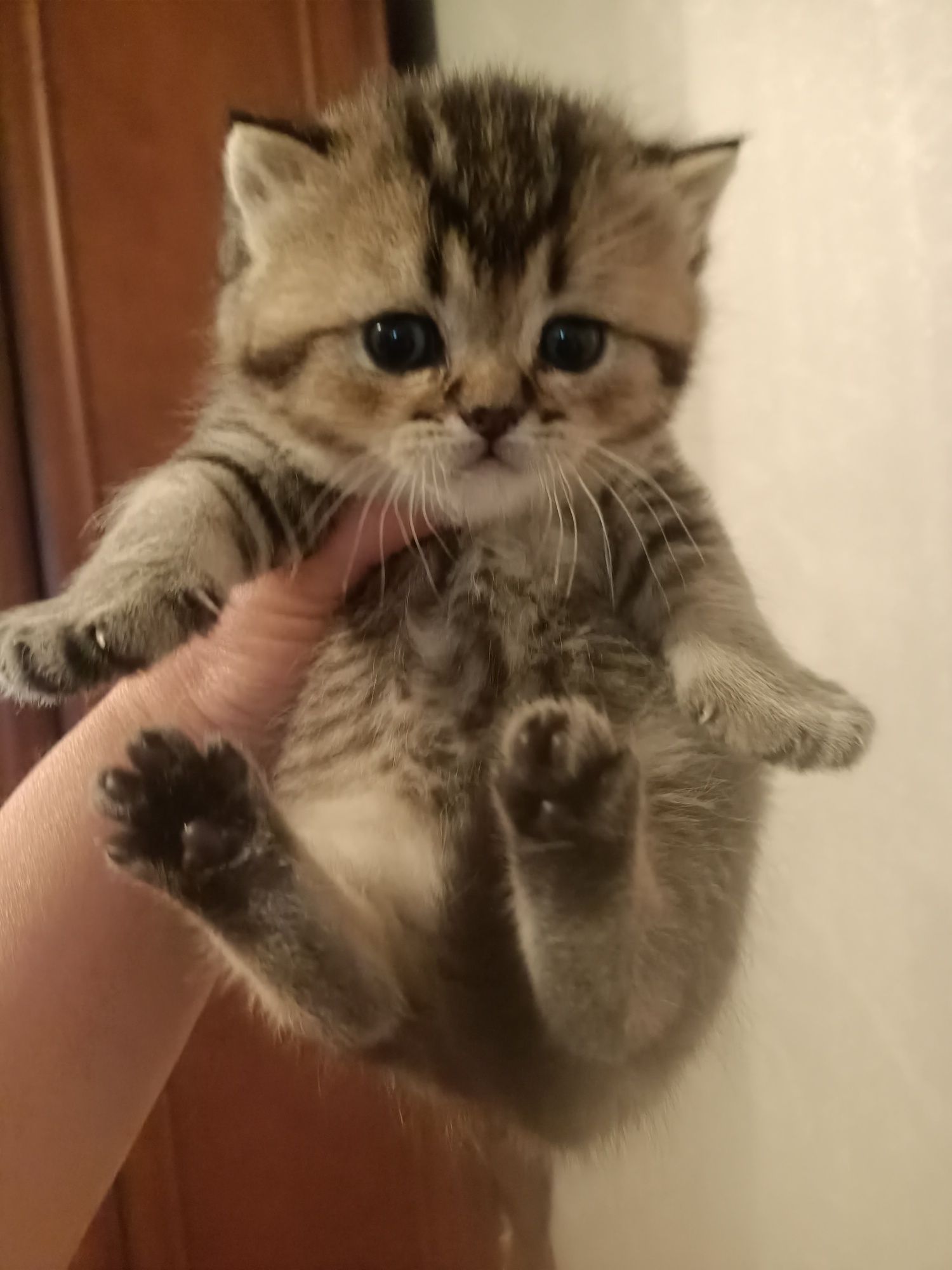 Кошенята шотландці