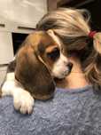 Beagle tricolor z rodowodem. Szczeniaki  wybitne!