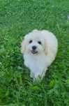Poochon/ bichpoo. Chłopczyk. Bichon Frise / pudel