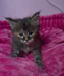 Kotka Maine Coon PZF
