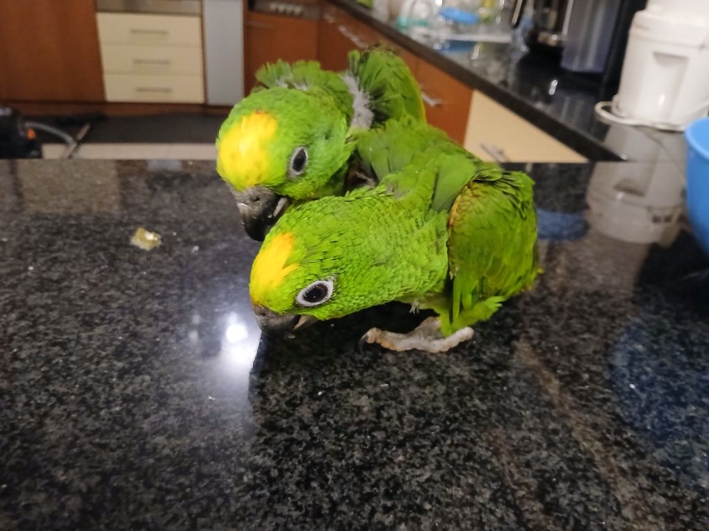 Machos de Amazonas ocrocepalos