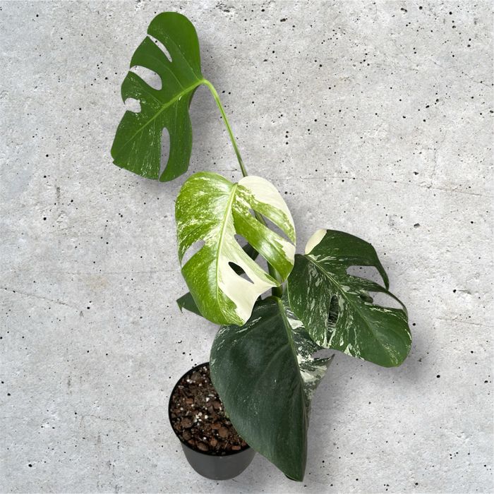Monstera variegata