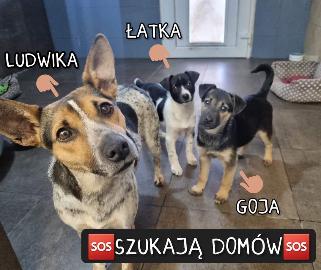 Ludwika przepiękna delikatna sunia szuka domku!