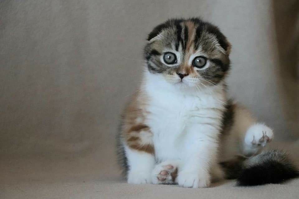 Шотландский вислоухий котёнок