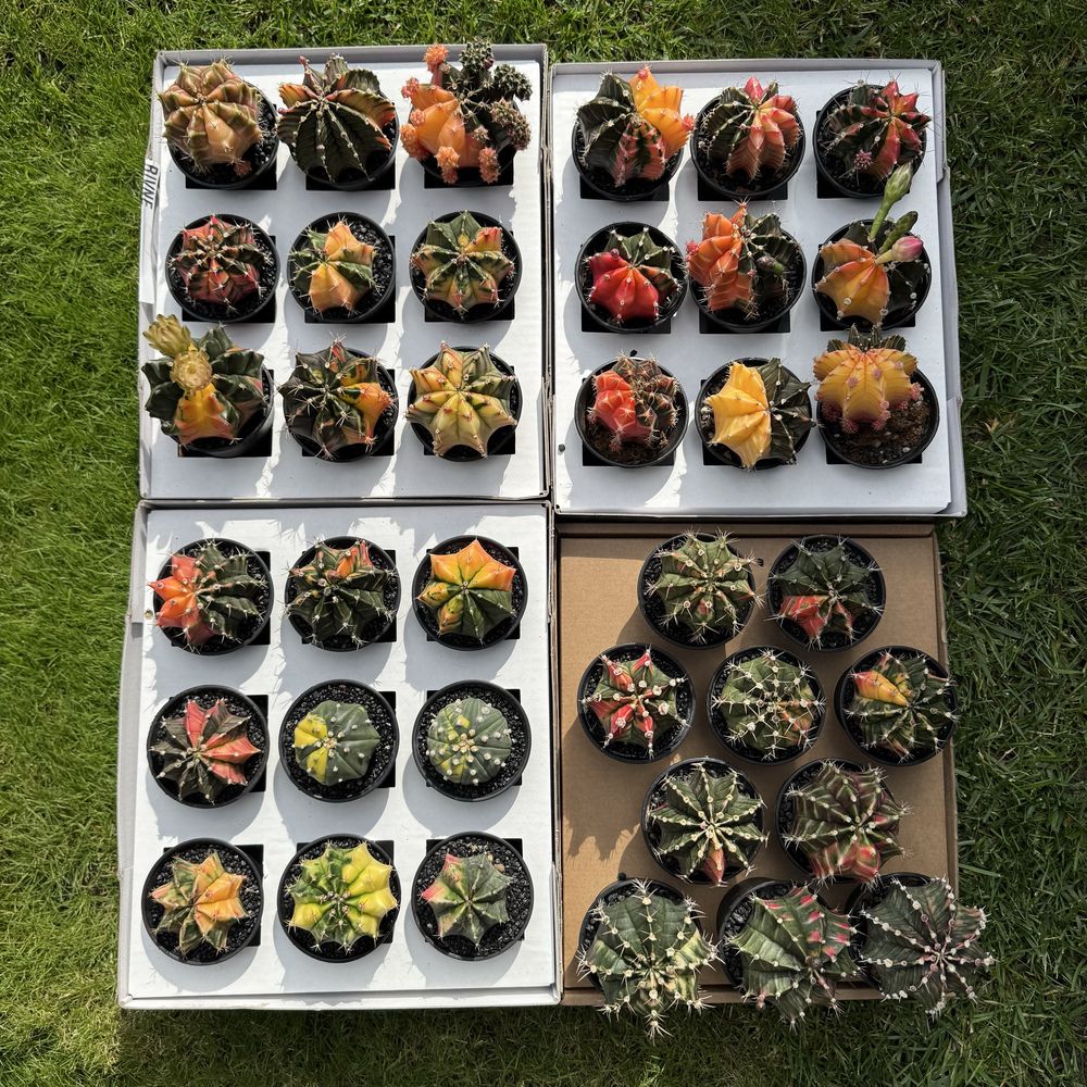 Астрофітум  cactus variegata cereus Astrophytum asterias
