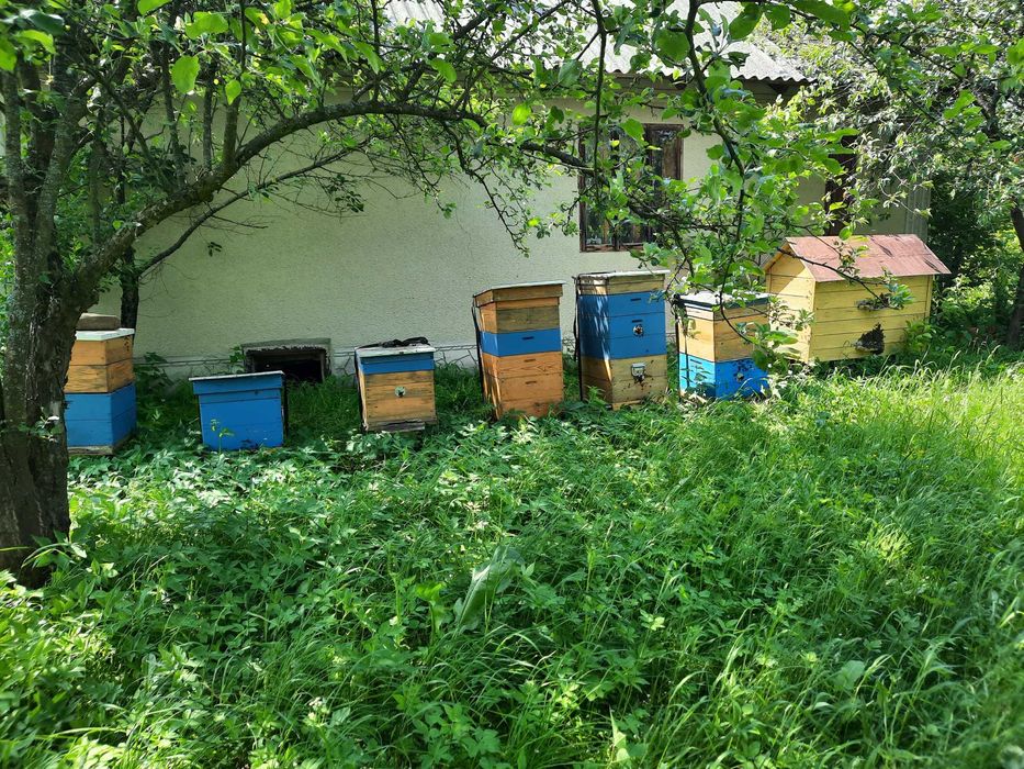 Пасіка Карніка: 5 сімей + 3 вулики, обладнання у подарунок