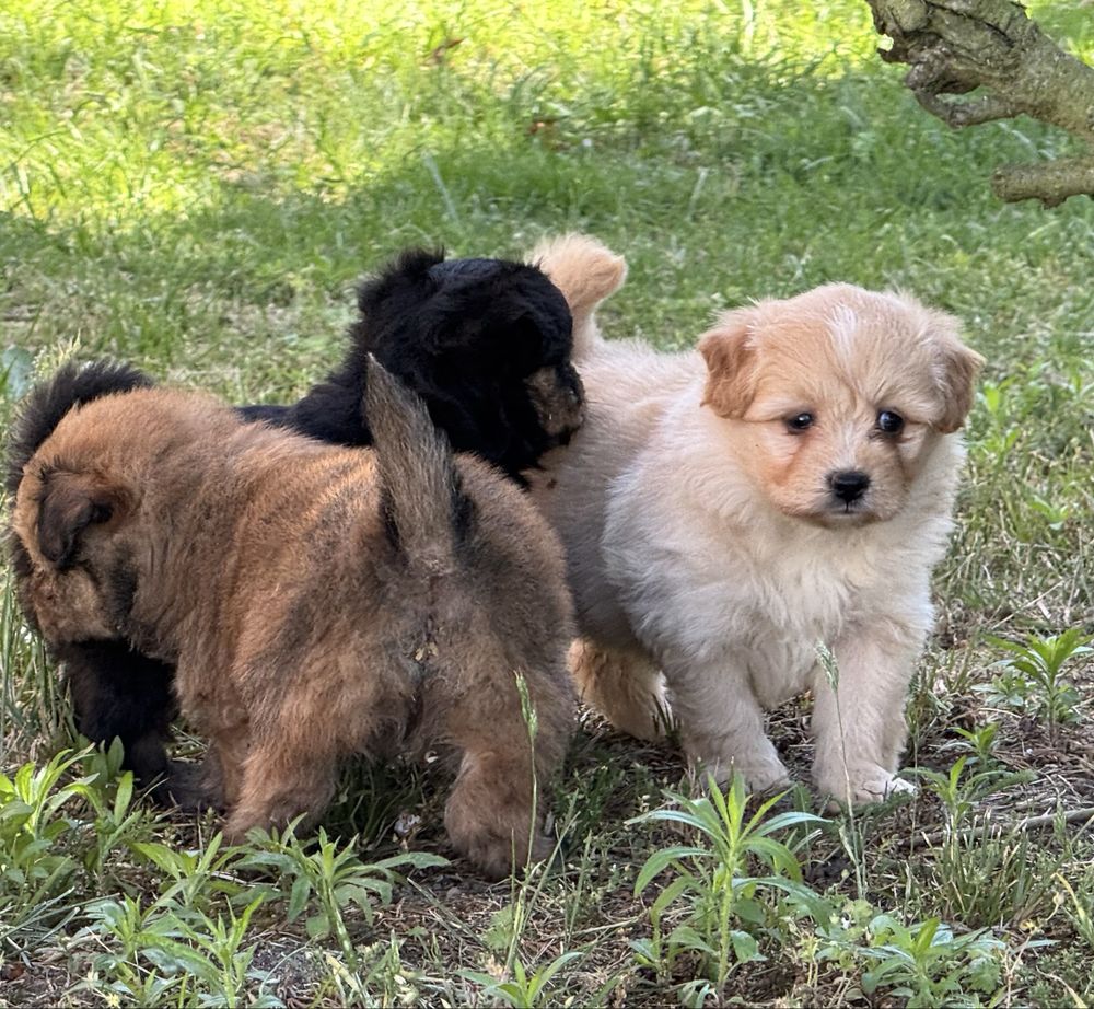 Pomapoo hybryda pudel miniaturowy pomeranian nie maltipoo