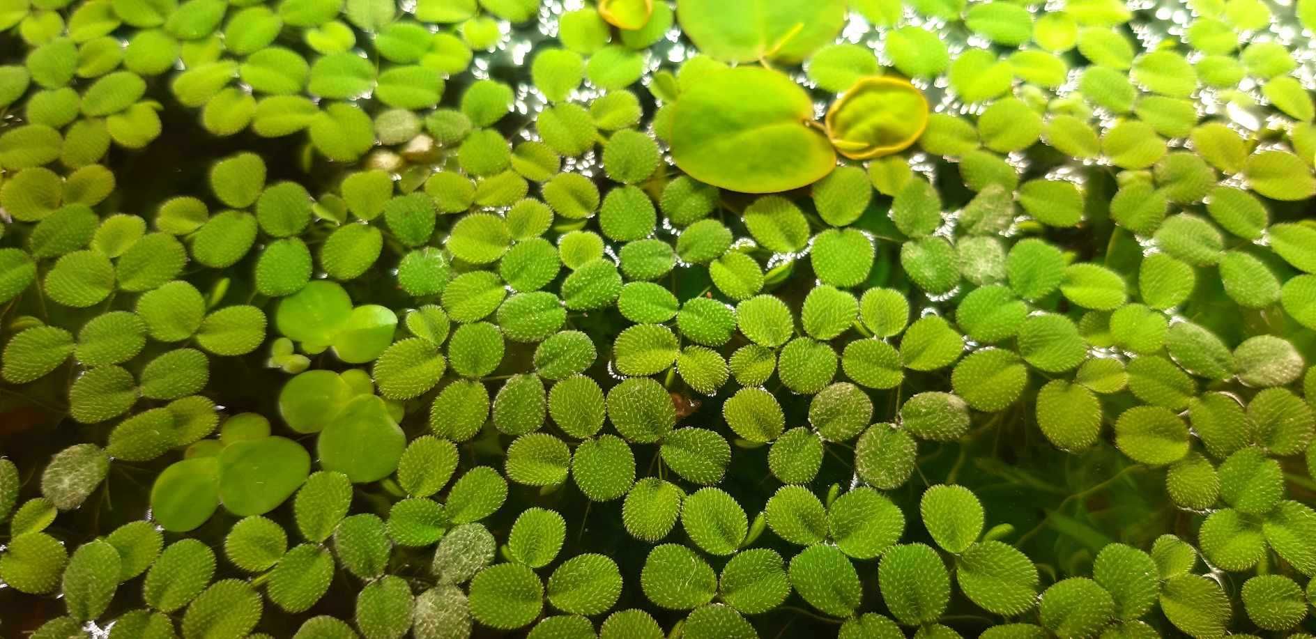 Salwinia pływająca (Salvinia natans) - 30szt !