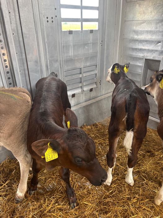 Sprzedam 6 jałówek miesnych