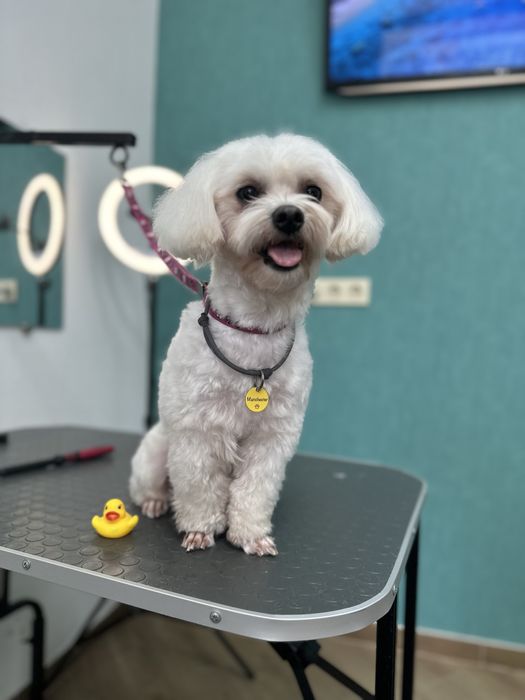 Груминг,грумінг,грумер,стрижка собак и кошек