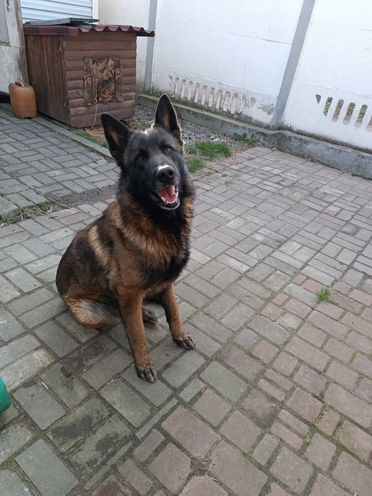 Кобель німецької вівчарки для нареченої, для в'язки