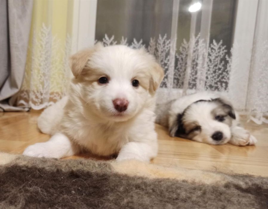 Suczka Border Collie ZKwP FCI szczenię