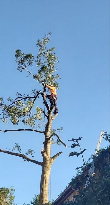 Tabem fazemos limpeza de terrenos