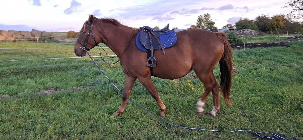 Sprzedam klacz 4 lata