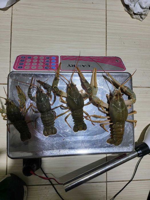 Свіжі РАКИ велетні доставка по Україні