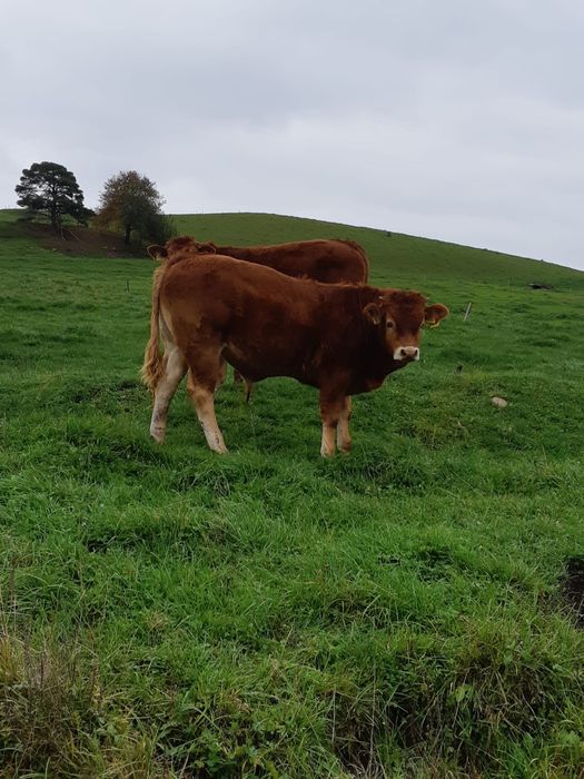 Sprzedam odsadki: 13byczkow,11jałówek, tel: 5.0.0.6.3.3.5.1.9