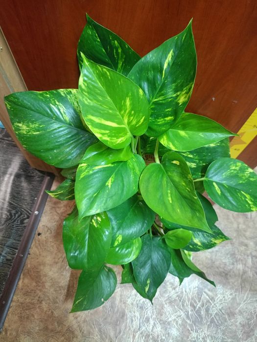 Епіпремнум, Монстера, діффенбахія