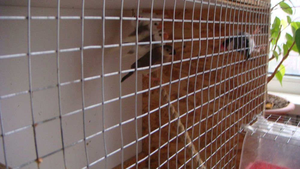 клетка для рисовых амадин