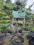 Bonsai z jałowca
