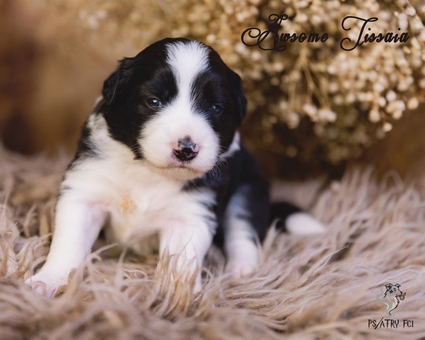 Psiatry FCI Border Collie suczka czarno biała