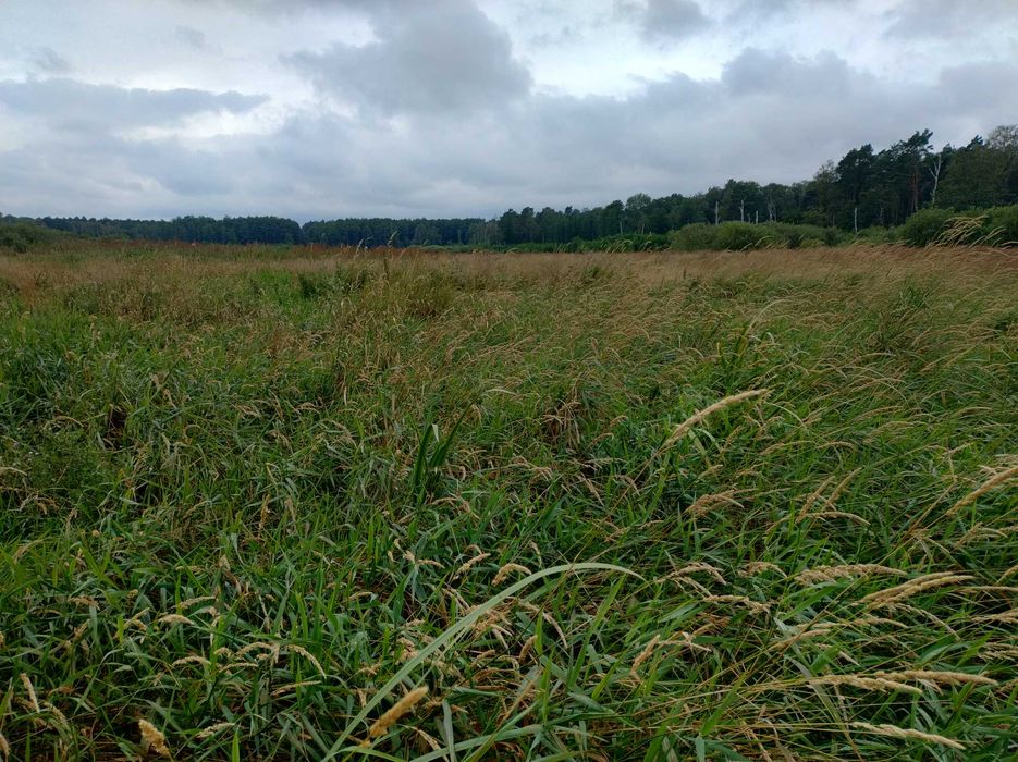 Trawę, zielonkę, siano oddam za skoszenie