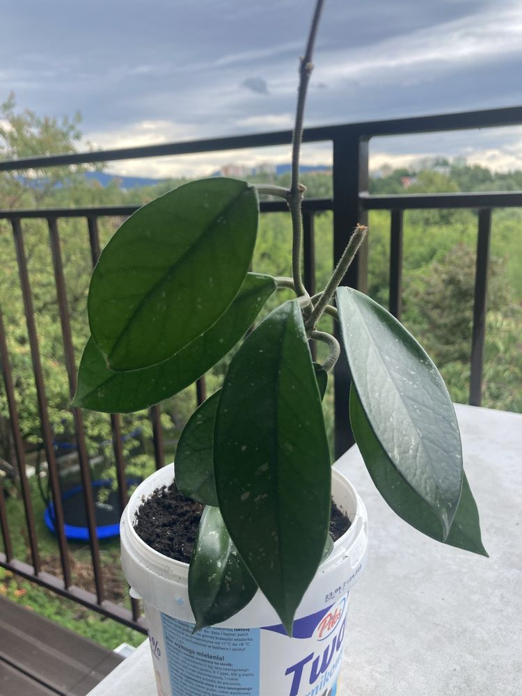 hoya, hoja rośliny zielone, rośliny ozdobne, sadzonki