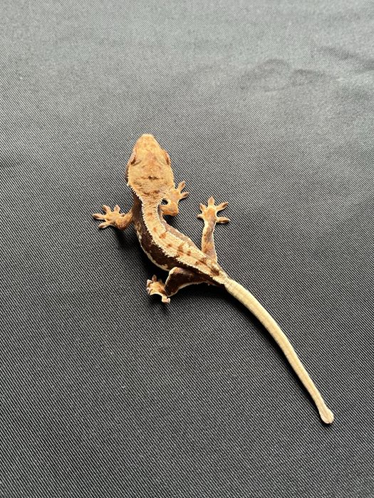 Gekon orzęsiony OM24 jaszczurkaciliatus crested gecko