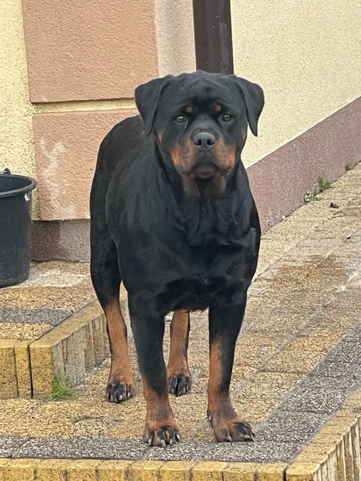 Szczeniak suczka rasy Rottweiler