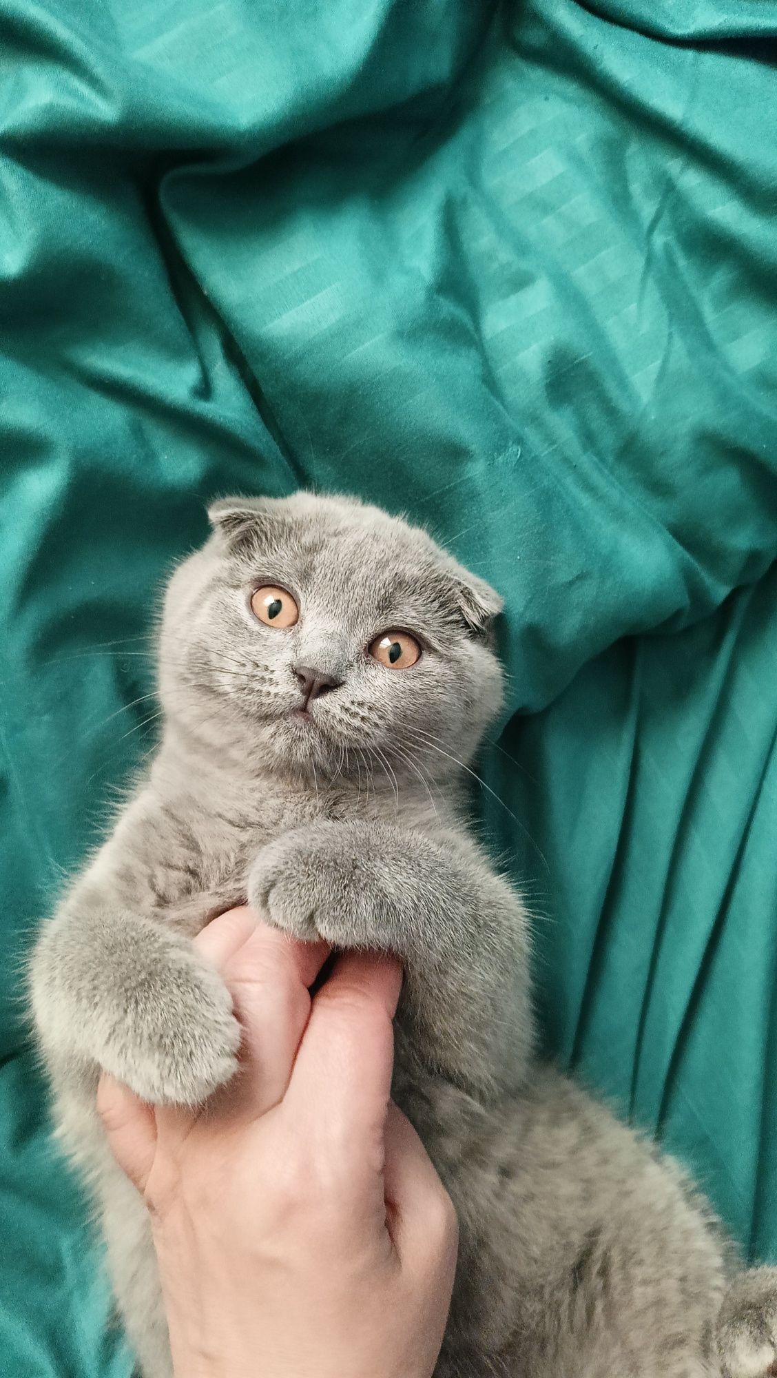 Кошенята Шотландські висловухі