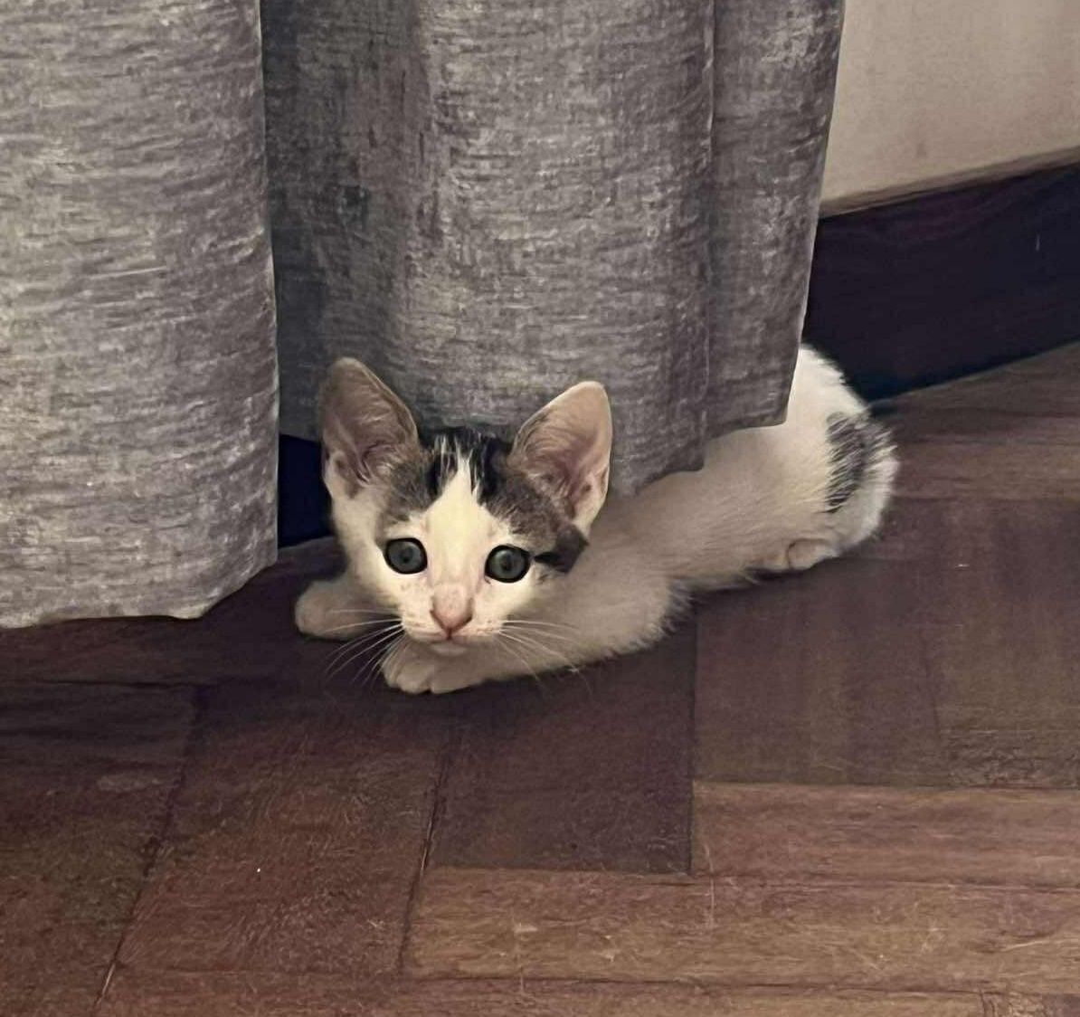 Gatinhas com 2 meses para adoção responsável
