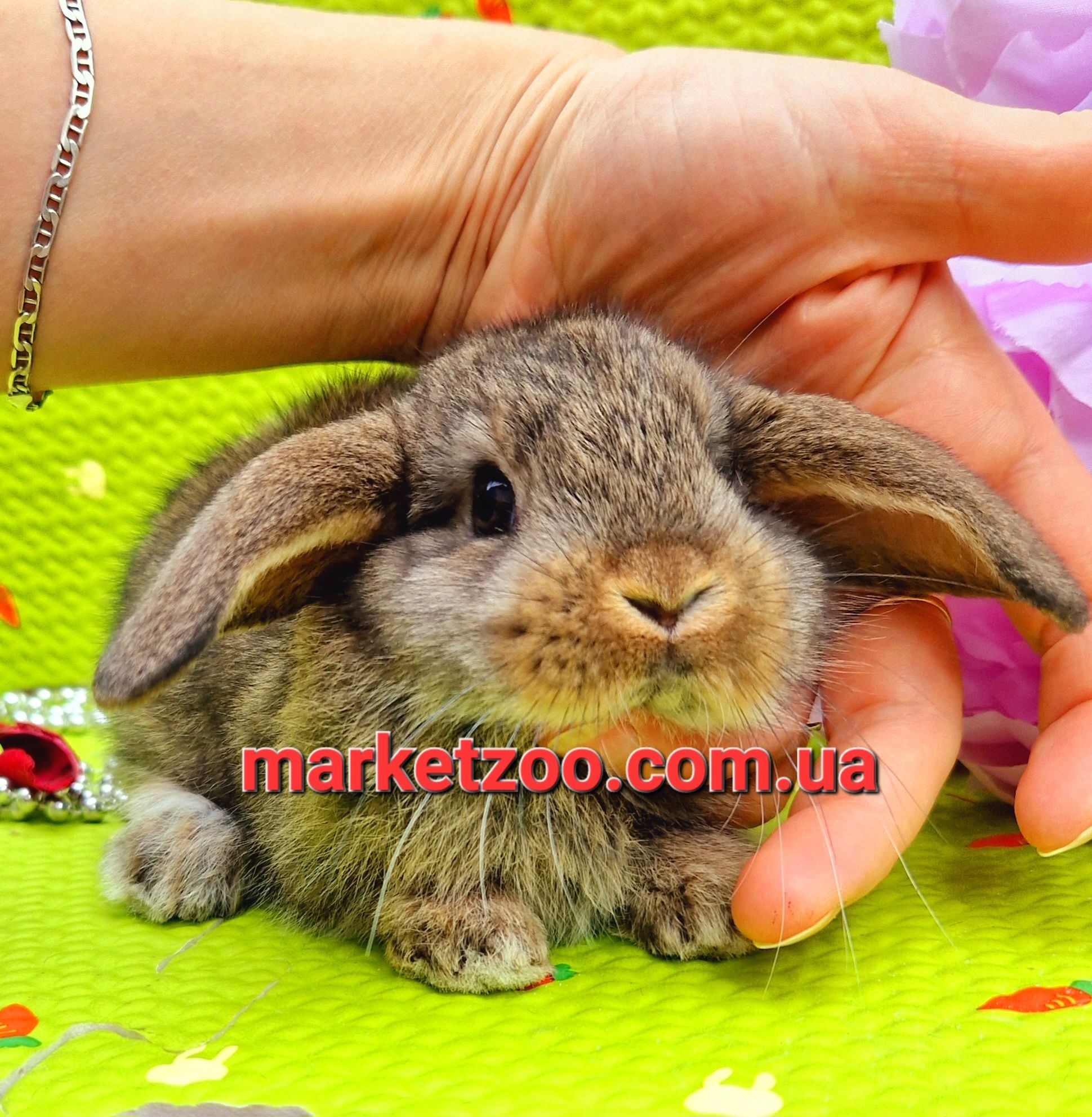 Карликовые мини кролики,декоративные микро для дома,агути в Киеве