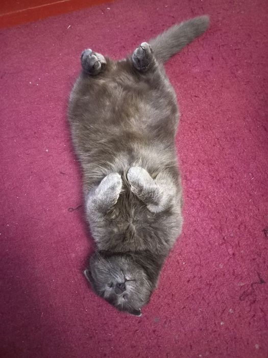 Кіт, кличка Пірат