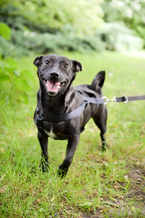 Fado – energiczny pies szuka domu pełnego miłości i zrozumienia!