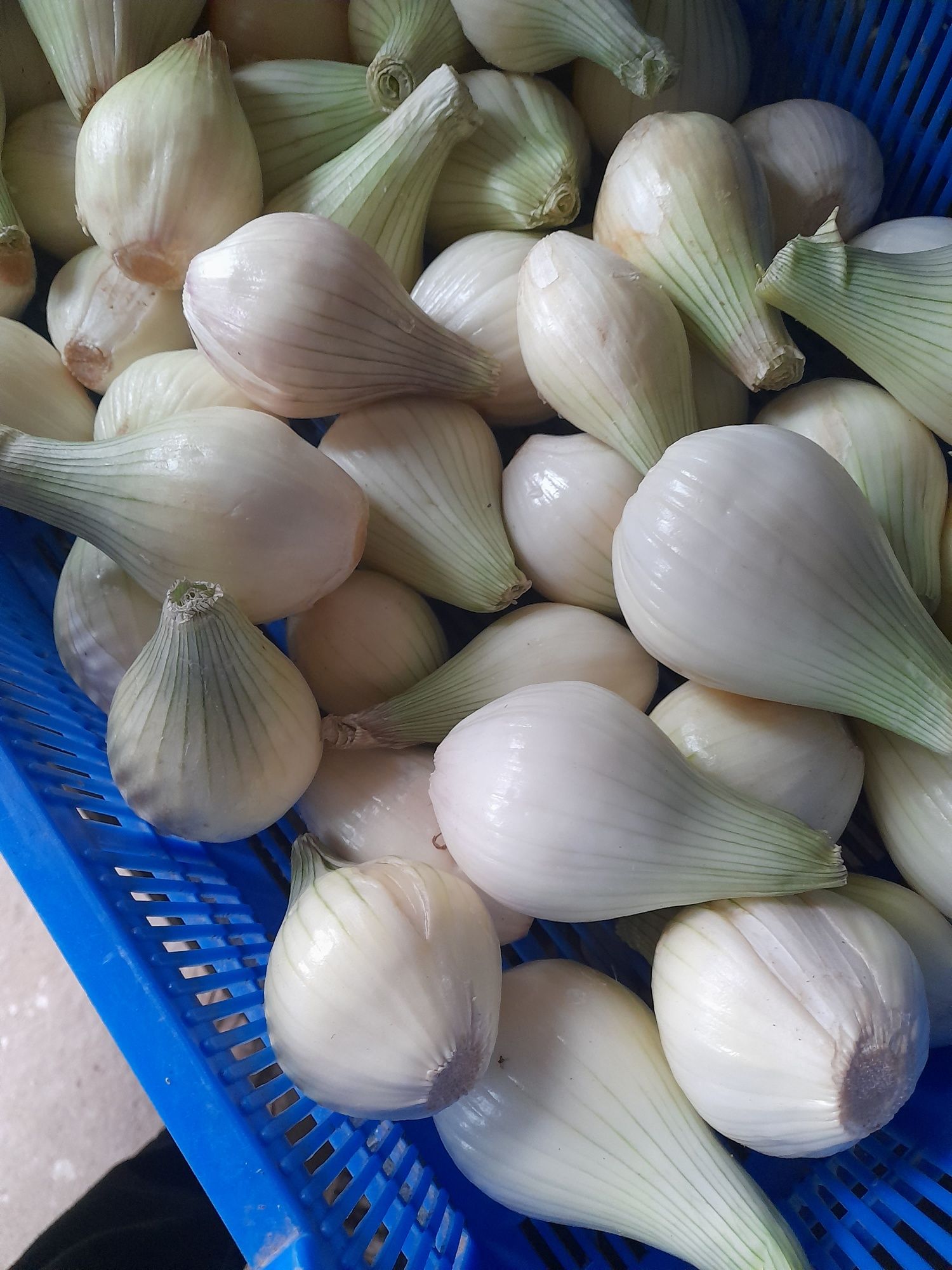 Cebula cukrowa...