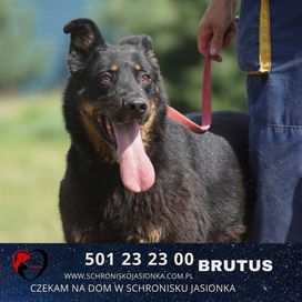 Brutus do adopcji