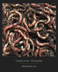 Eisenia fetida - Minhocas compostagem - Compost worms