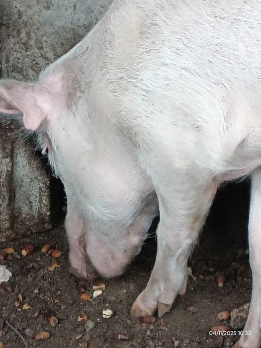 Porca Excelente Qualidade