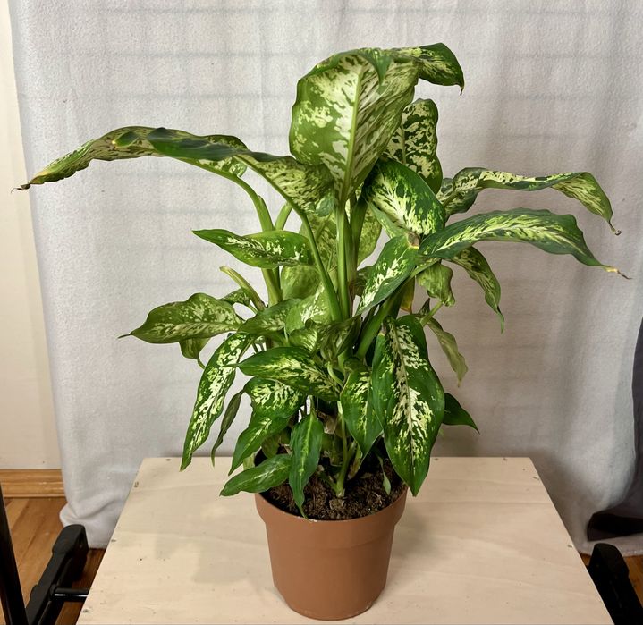 Sprzedam Difenbachie Difenbachia wysokość z doniczką ~55 cm