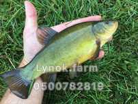 Зелений лин (green tench). Зарибок лина. Мальок лина