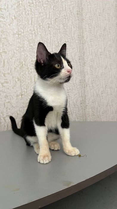 Отдам_ кошки_ котята_ яся