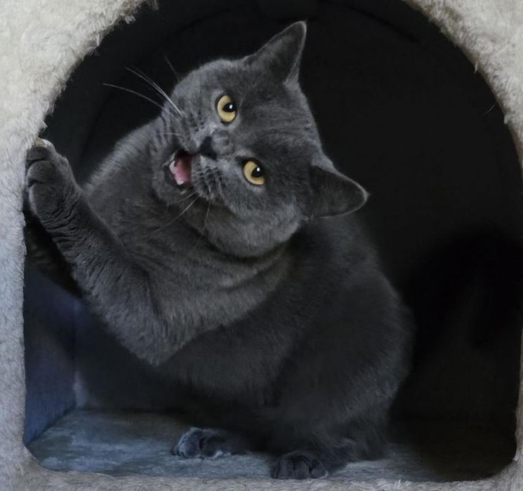 Шикарная британка бесплатно