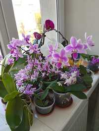 Еквестріс орхідея