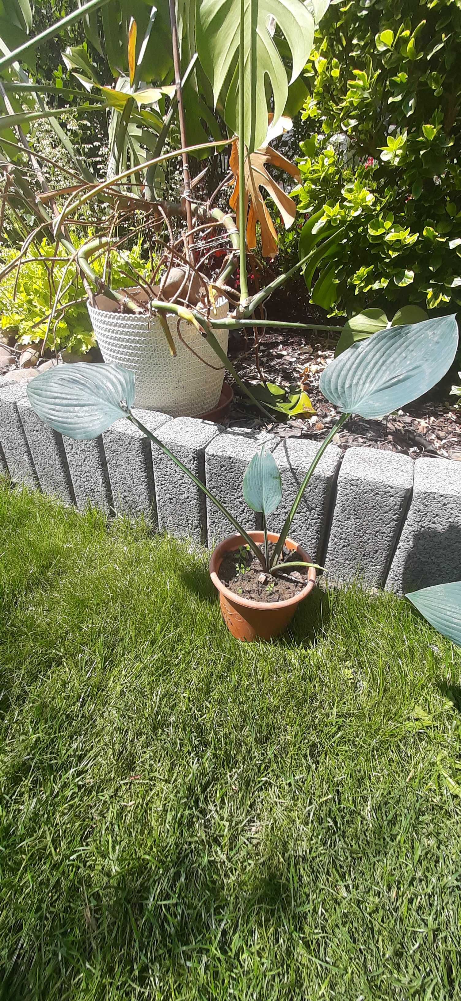 Hosta Funkia 1 szt niebieska