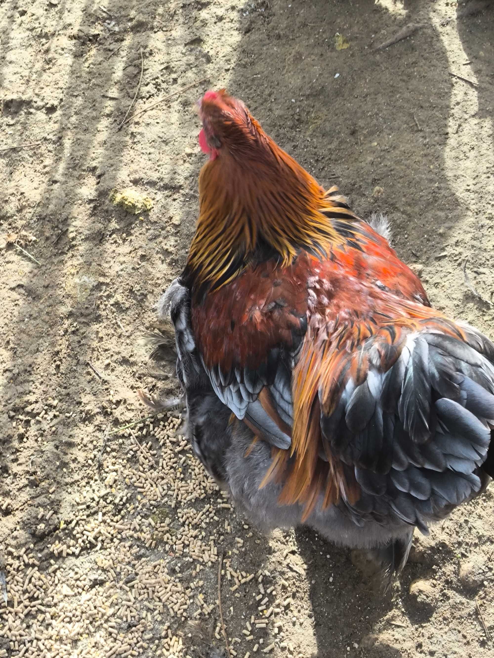 Lindos galos Brahma
