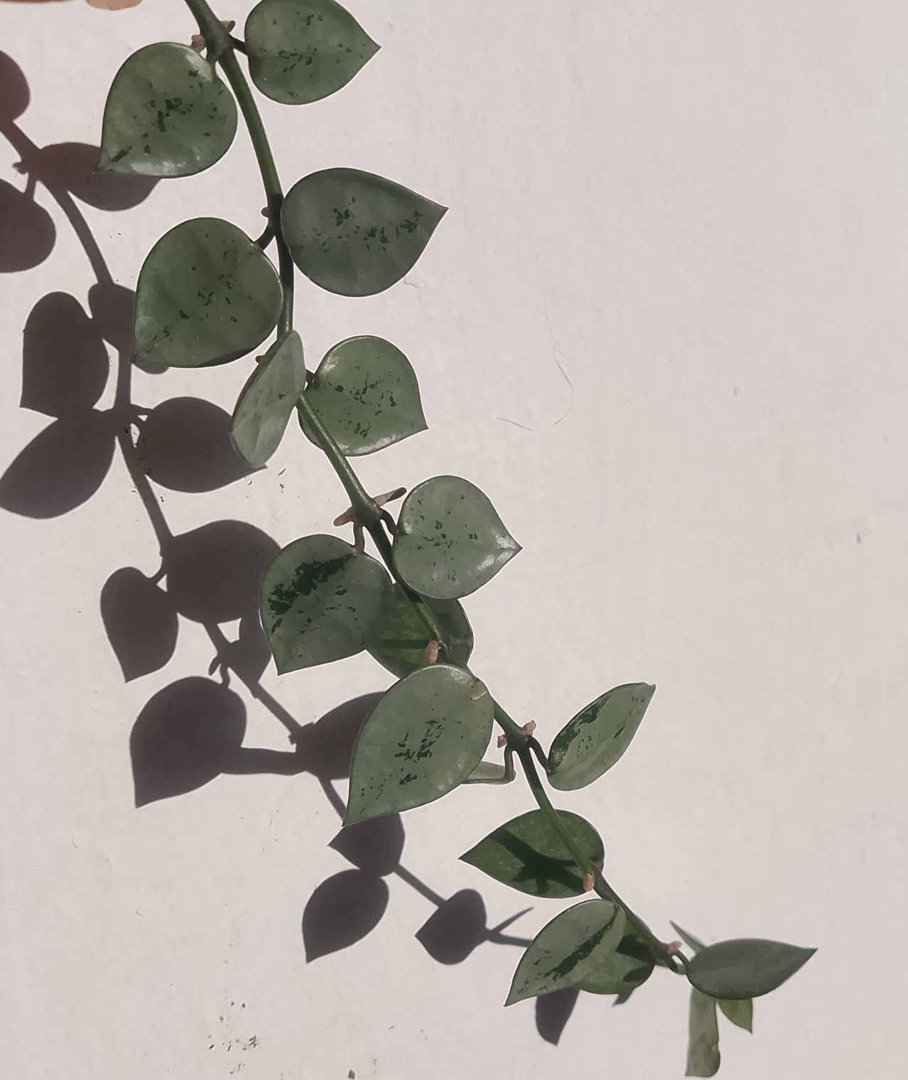 Syngonium monstera hoya variegata varie bondiealbomarginata epi